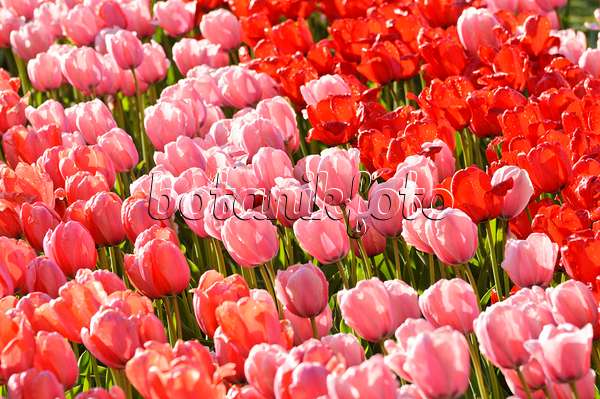 484051 - Darwin tulip (Tulipa Salmon Impression, Tulipa Pink Impression and Tulipa Red Impression)