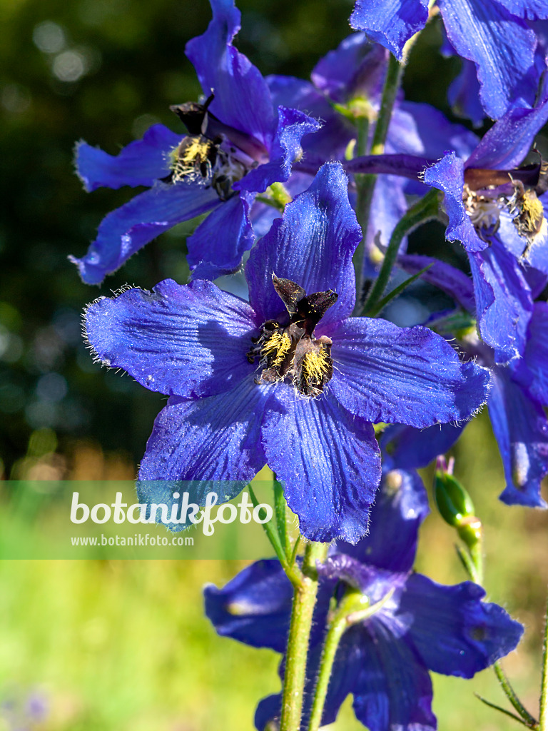 427271 - Dauphinelle (Delphinium speciosum)