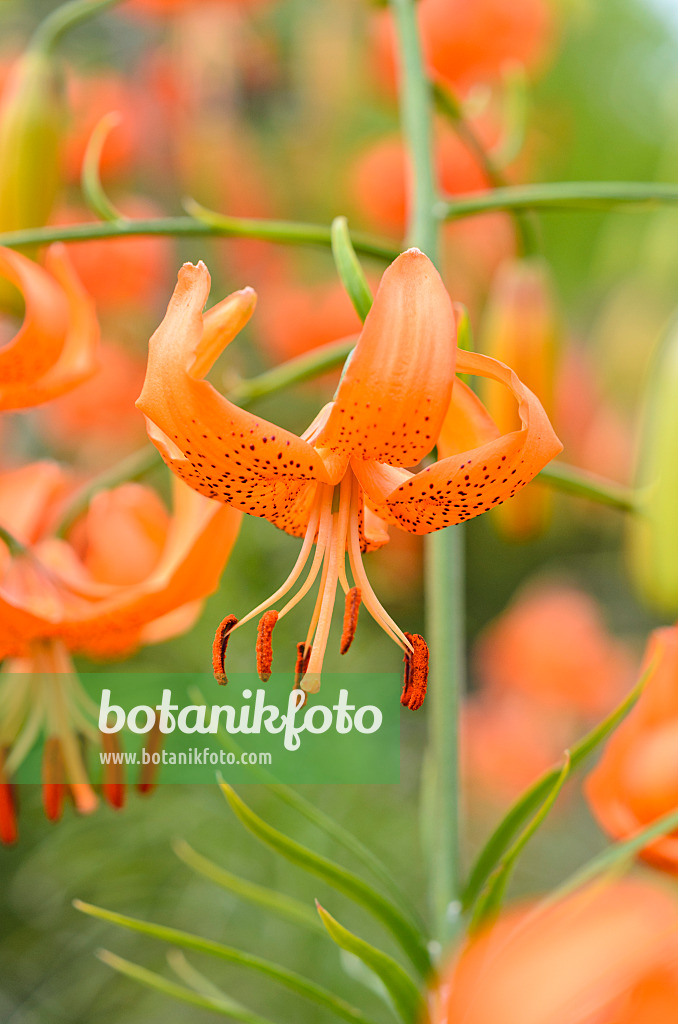 521504 - David's lily (Lilium davidii var. willmottiae)