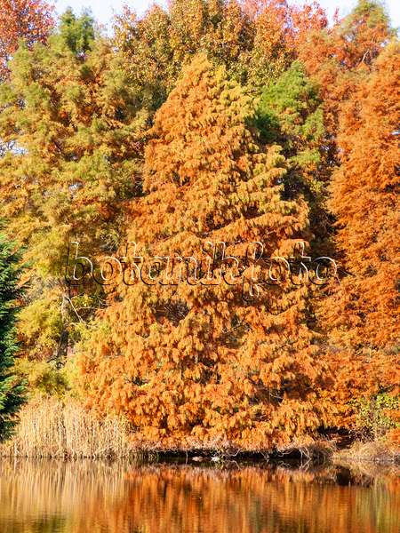 465285 - Dawn redwood (Metasequoia glyptostroboides)