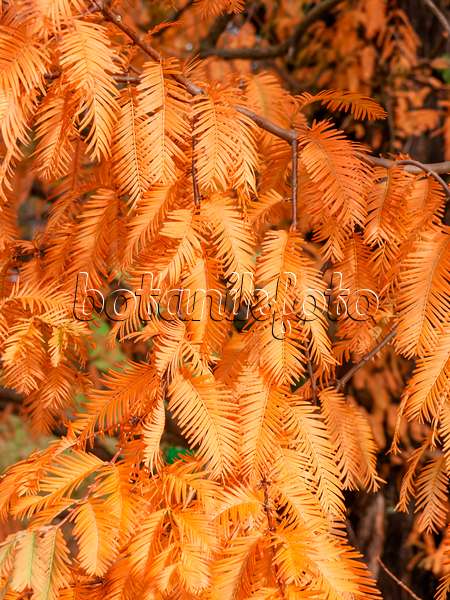 465305 - Dawn redwood (Metasequoia glyptostroboides)
