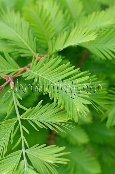 484212 - Dawn redwood (Metasequoia glyptostroboides)