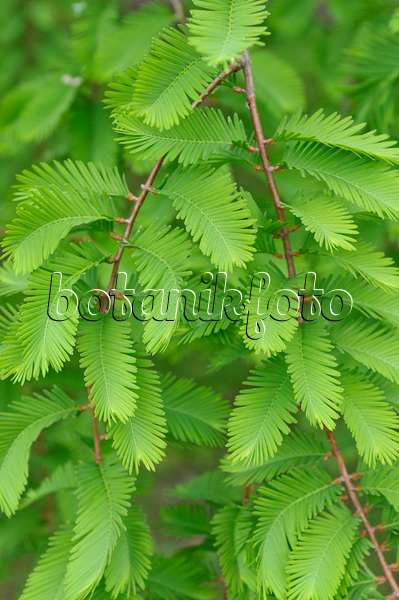 484213 - Dawn redwood (Metasequoia glyptostroboides)