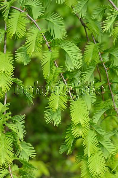 520241 - Dawn redwood (Metasequoia glyptostroboides)