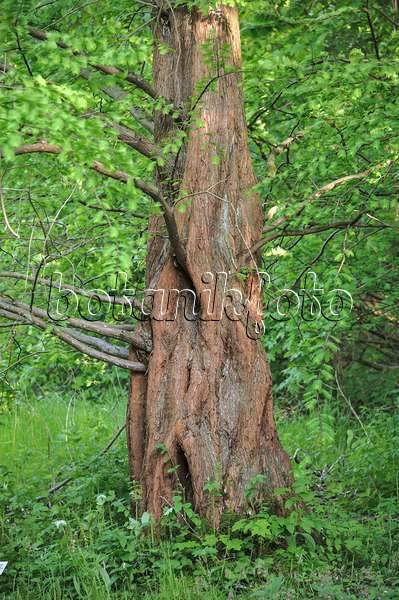 535412 - Dawn redwood (Metasequoia glyptostroboides)