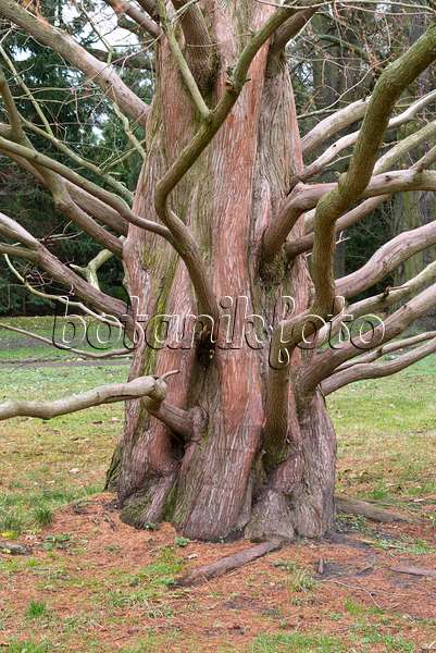 551033 - Dawn redwood (Metasequoia glyptostroboides)