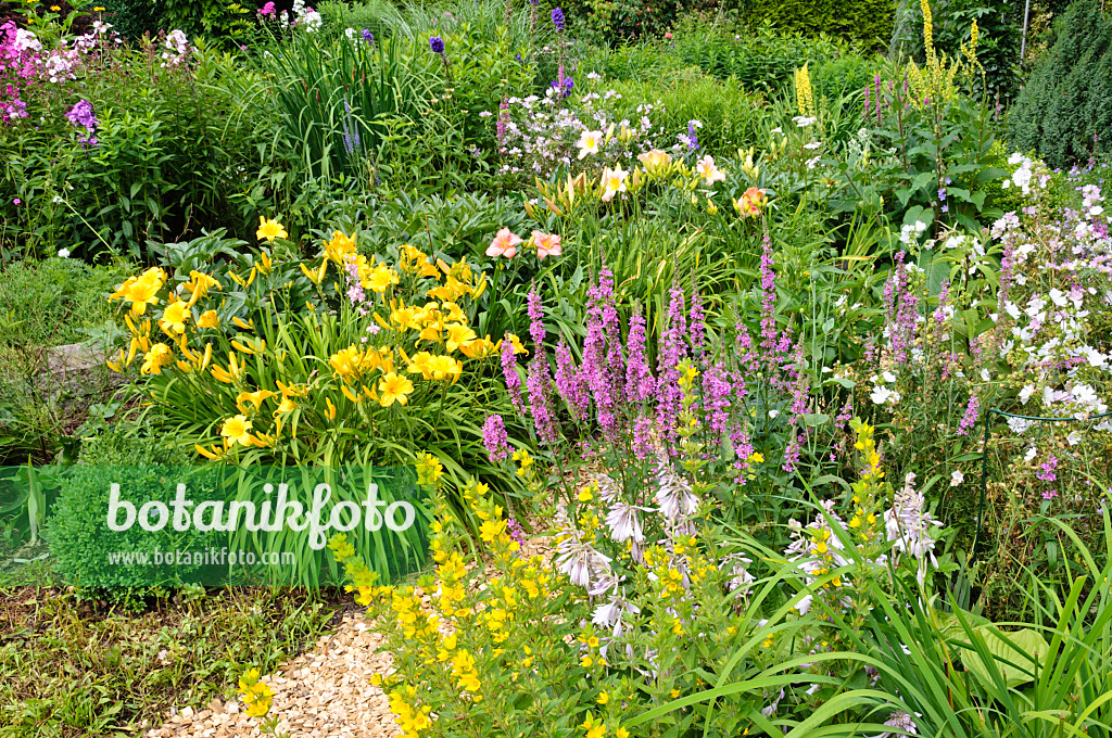 474149 - Day lilies (Hemerocallis), dotted loosestrife (Lysimachia punctata) and purple loosestrife (Lythrum salicaria)