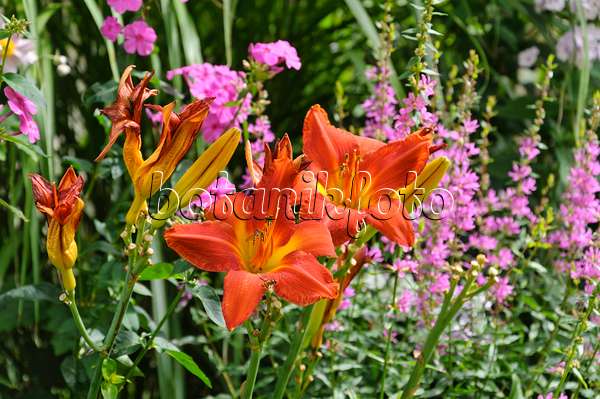 474369 - Day lilies (Hemerocallis), garden phlox (Phlox paniculata) and purple loosestrife (Lythrum salicaria)