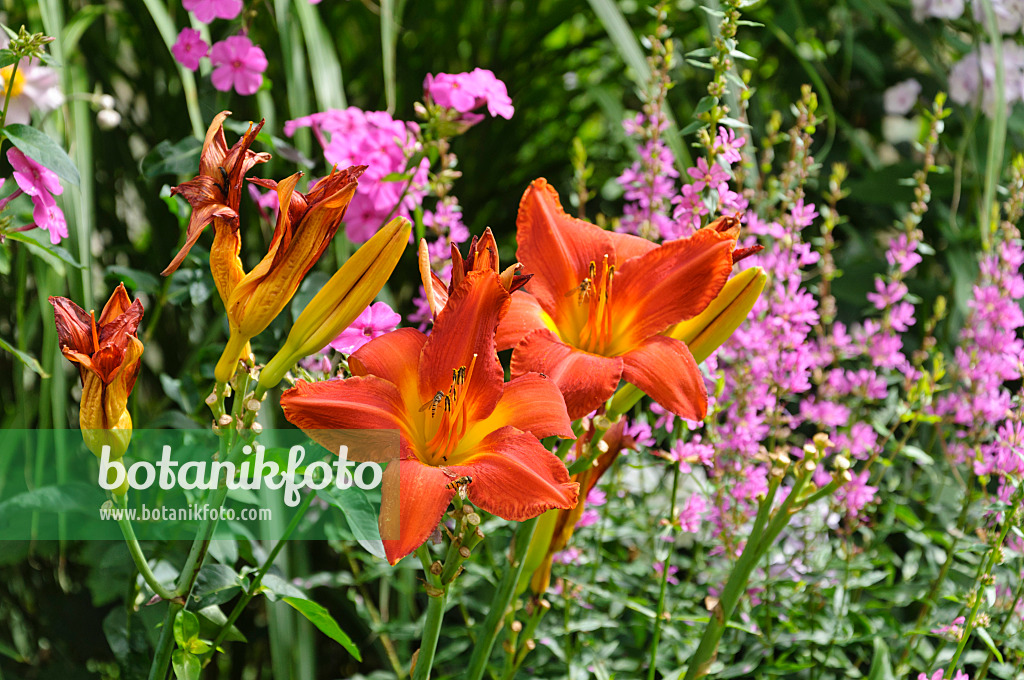 474369 - Day lilies (Hemerocallis), garden phlox (Phlox paniculata) and purple loosestrife (Lythrum salicaria)