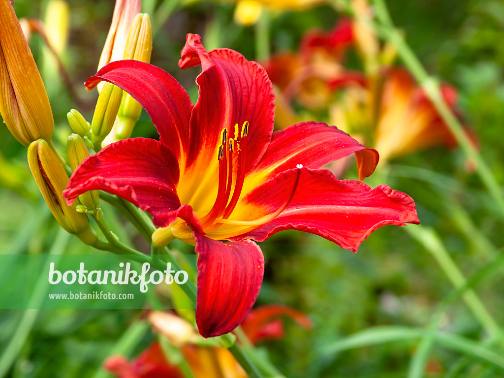 439190 - Day lily (Hemerocallis Alan)