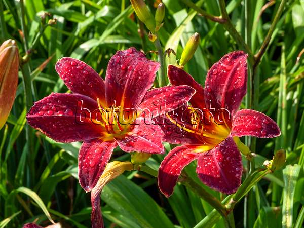 427236 - Day lily (Hemerocallis Arriba)