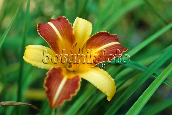 428262 - Day lily (Hemerocallis aurantiaca 'Major')