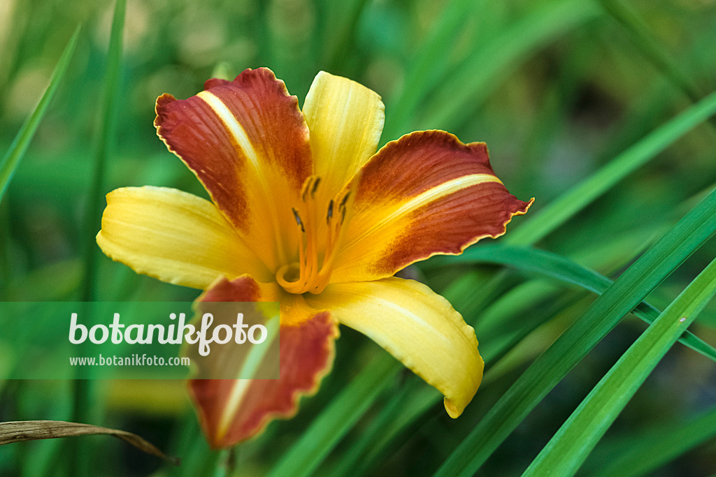 428262 - Day lily (Hemerocallis aurantiaca 'Major')