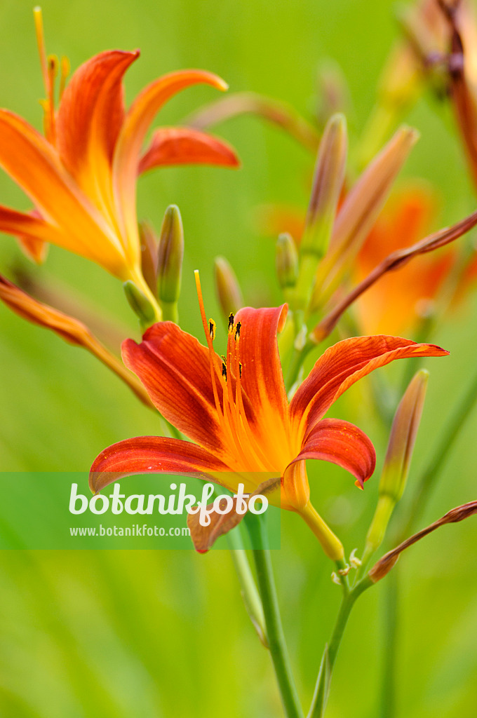 474176 - Day lily (Hemerocallis Autumnale Red)