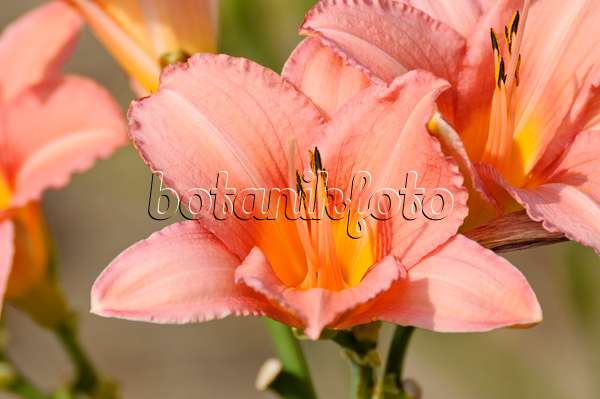 474172 - Day lily (Hemerocallis Bed of Roses)