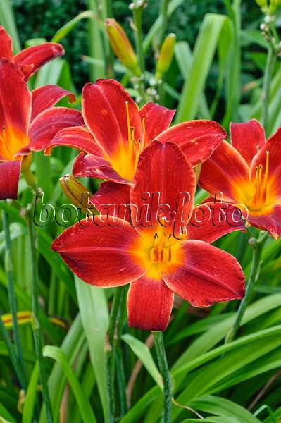 474443 - Day lily (Hemerocallis Berlin Red Velvet)