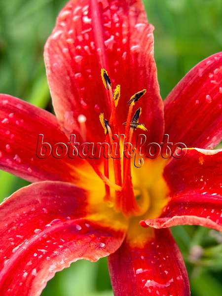 427238 - Day lily (Hemerocallis Bess Ross)