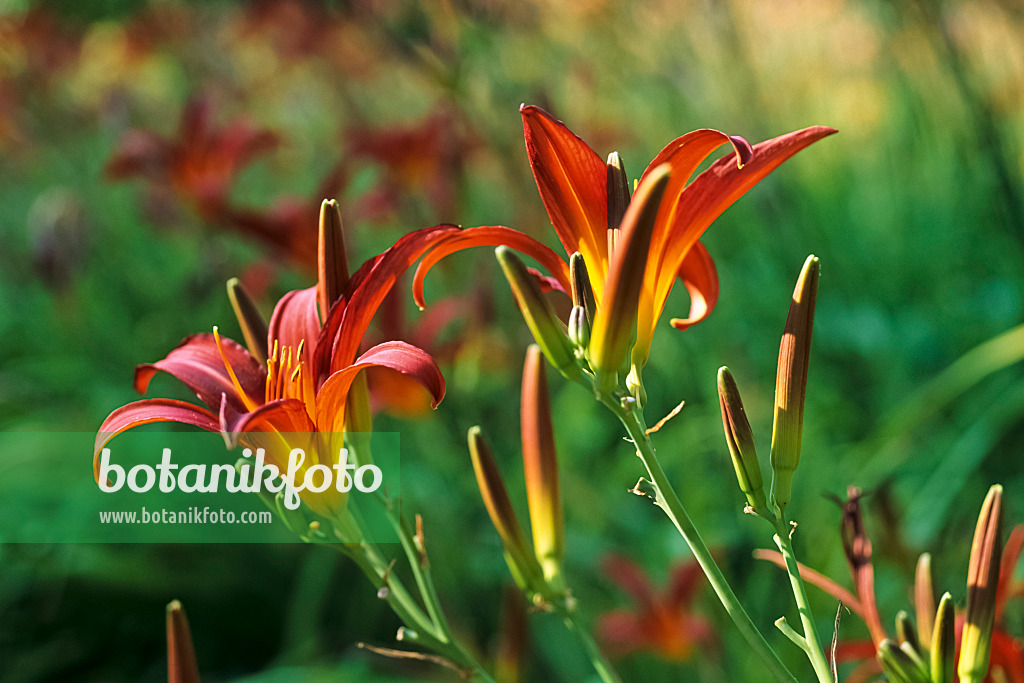 428260 - Day lily (Hemerocallis Black Cherry)