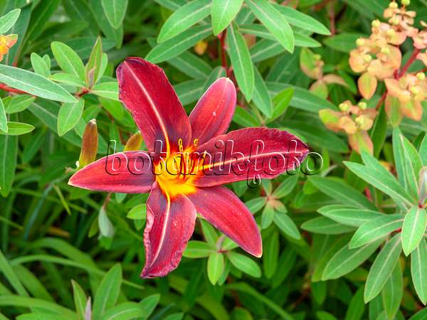 439191 - Day lily (Hemerocallis Black Jewel)