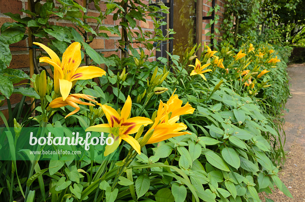 521387 - Day lily (Hemerocallis Bonanza)