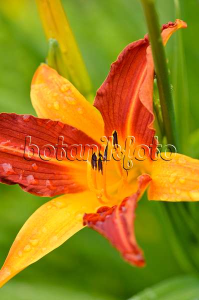 521460 - Day lily (Hemerocallis Caballero)