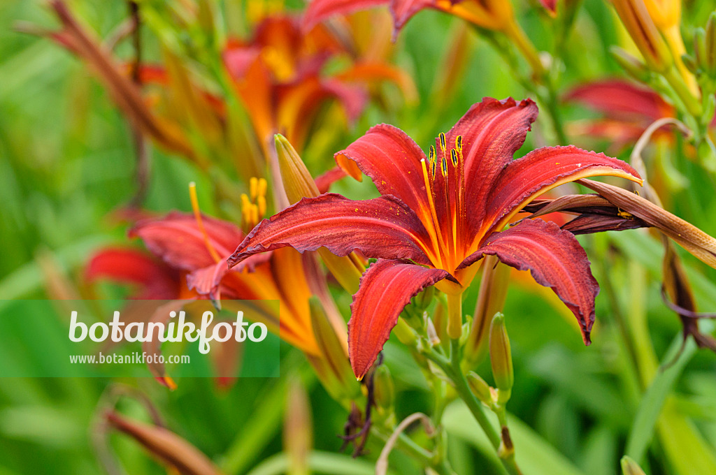 474034 - Day lily (Hemerocallis Crimson Pirate)