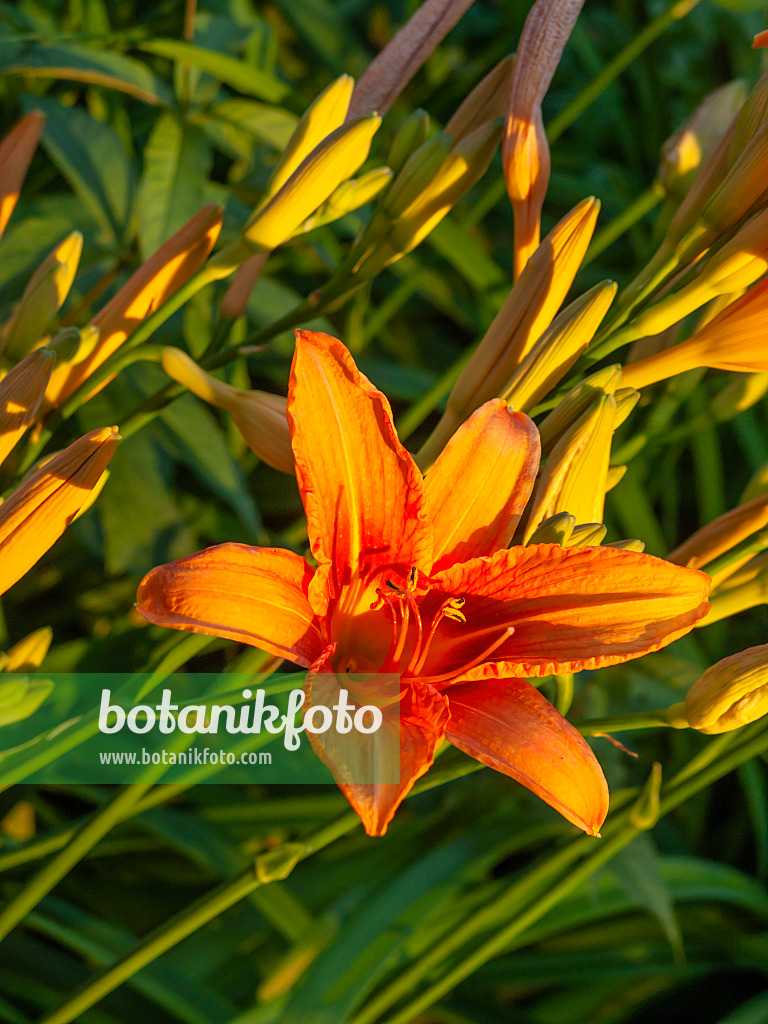 449019 - Day lily (Hemerocallis fulva)