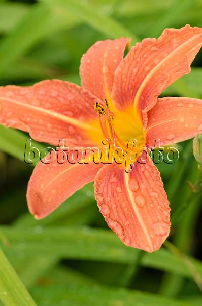 521251 - Day lily (Hemerocallis fulva)