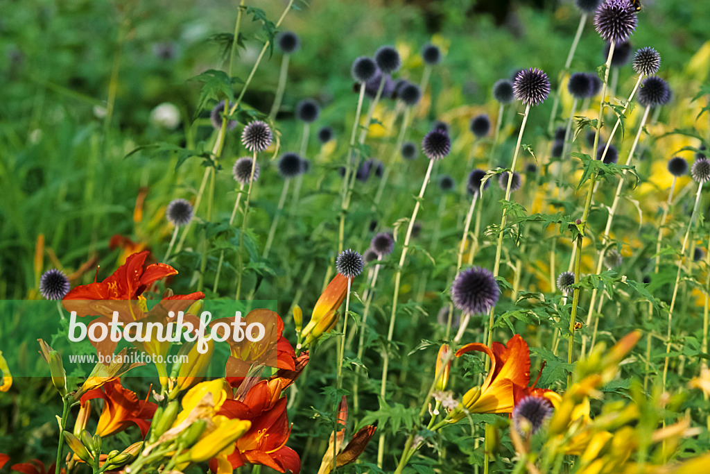 428265 - Day lily (Hemerocallis) and globe thistle (Echinops ritro)