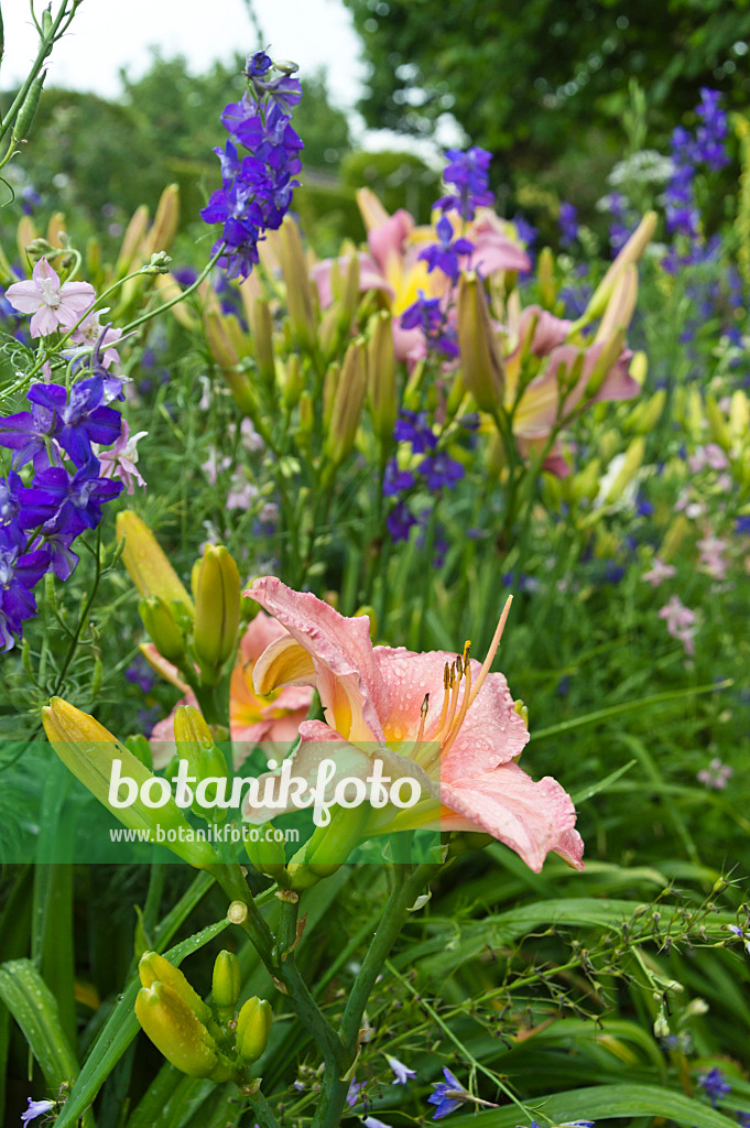 510049 - Day lily (Hemerocallis) and rocket larkspur (Consolida ajacis)