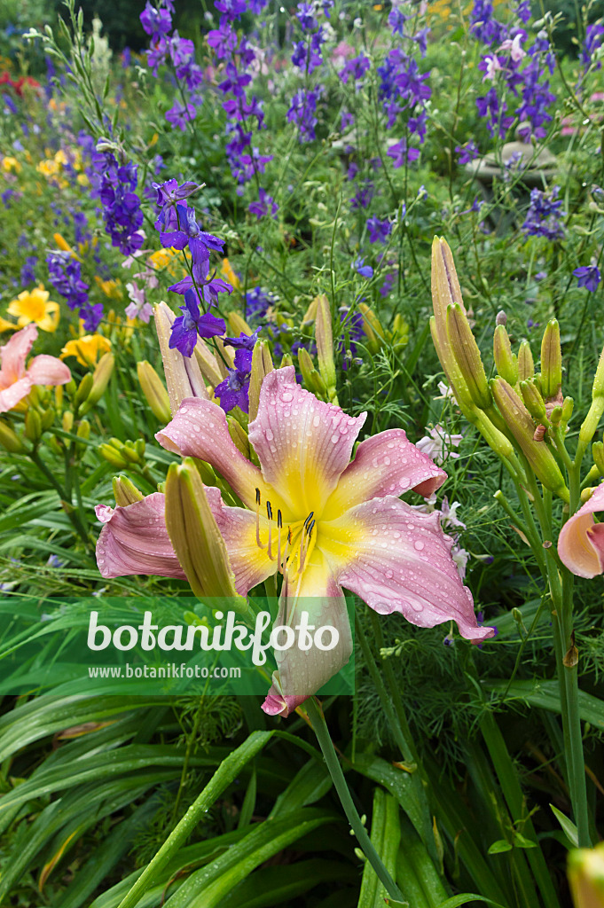 510056 - Day lily (Hemerocallis) and rocket larkspur (Consolida ajacis)