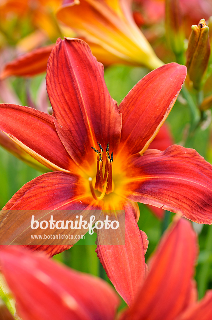 474167 - Day lily (Hemerocallis Summer Interlude)