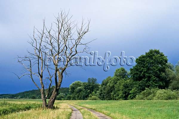 367009 - Dead tree, Lower Oder Valley National Park, Germany