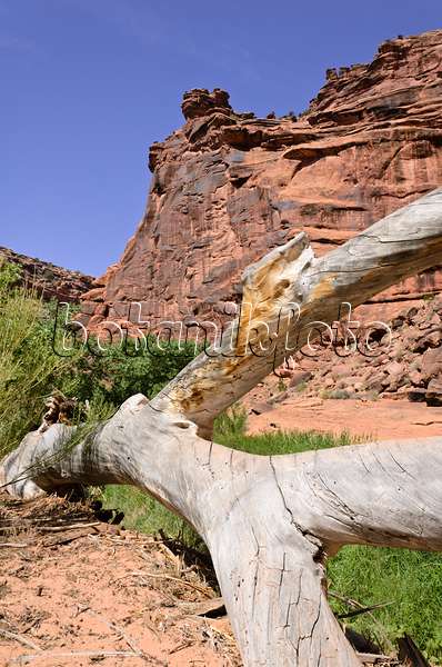 508318 - Dead tree trunk, Hunters Canyon, Utah, USA