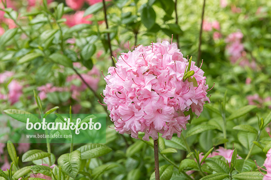 638250 - Deciduous azalea (Rhododendron Jack Bunnell)