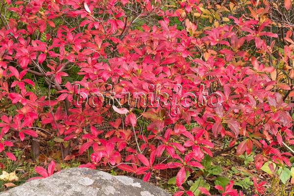 573117 - Deciduous azalea (Rhododendron mollis 'Koster's Brilliant Red')