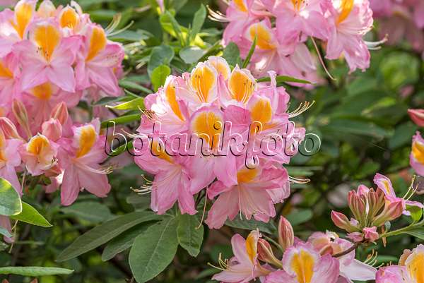 638271 - Deciduous azalea (Rhododendron mollis 'Pompadour')