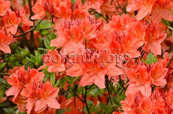 520390 - Deciduous azalea (Rhododendron mollis 'Prominent')