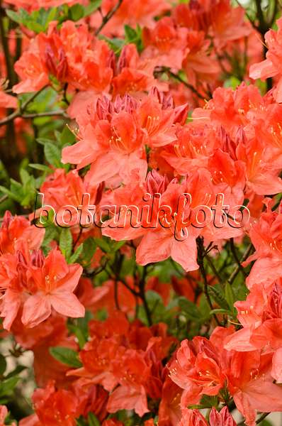 520391 - Deciduous azalea (Rhododendron mollis 'Prominent')