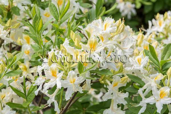 638288 - Deciduous azalea (Rhododendron mollis 'Snowdrift')