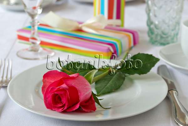 452164 - Décoration de la table avec un rosier rouge et des cadeaux