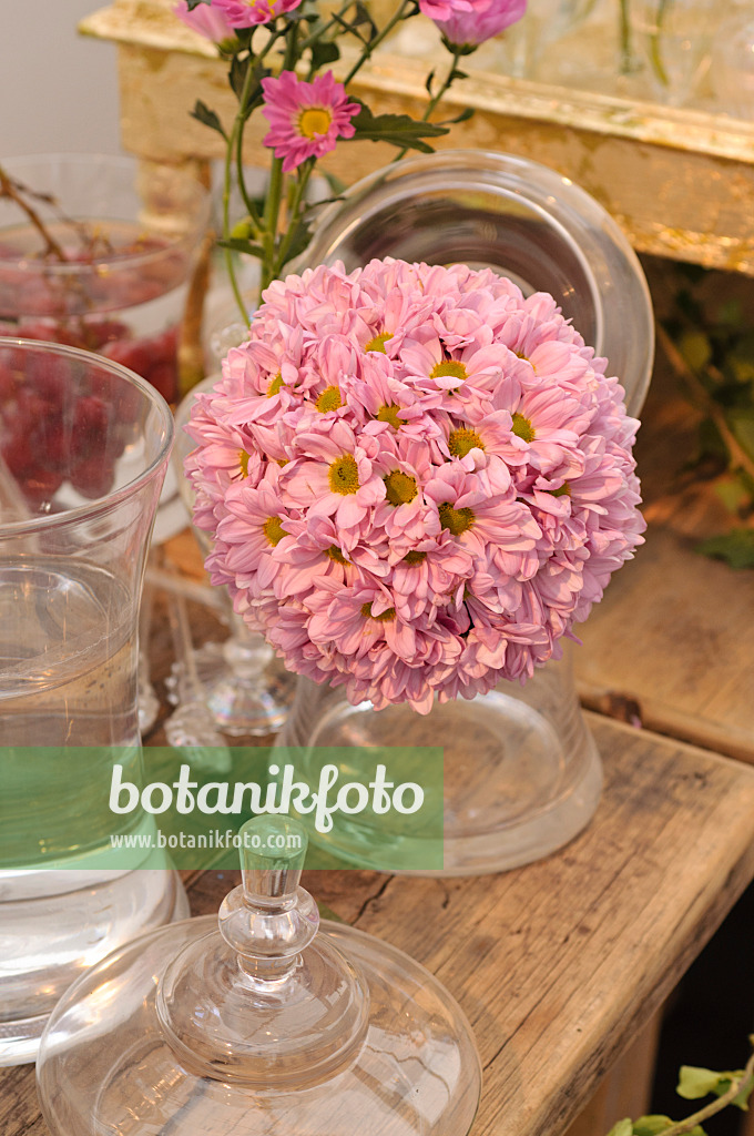 476236 - Décoration de table avec chrysanthèmes (Chrysanthemum)