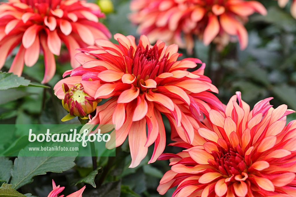 476122 - Decorative dahlia (Dahlia Art Deco)