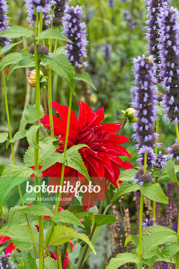 511234 - Decorative dahlia (Dahlia Babylon Red) and hyssop (Agastache)