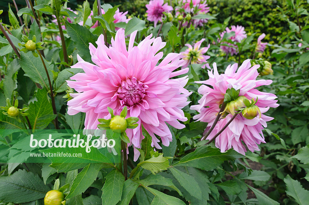 487155 - Decorative dahlia (Dahlia Epping Forest)