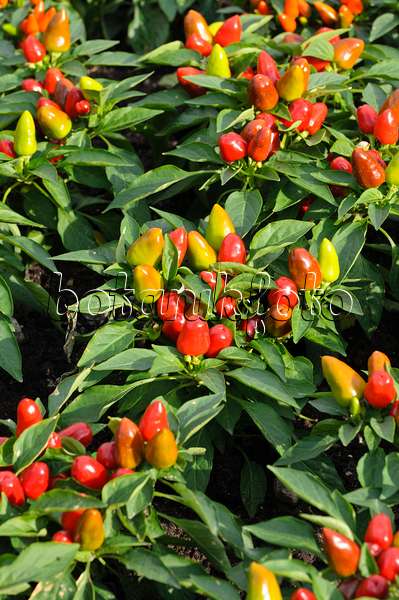 476052 - Decorative pepper (Capsicum)