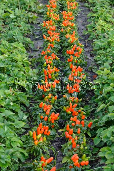 477054 - Decorative pepper (Capsicum)