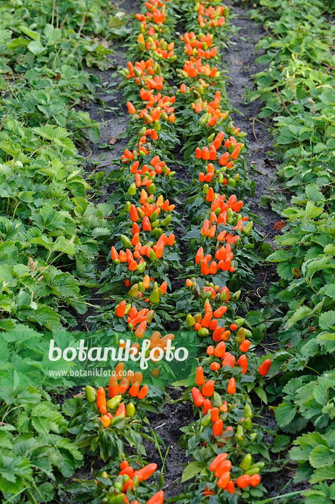 477054 - Decorative pepper (Capsicum)