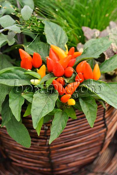 488042 - Decorative pepper (Capsicum)