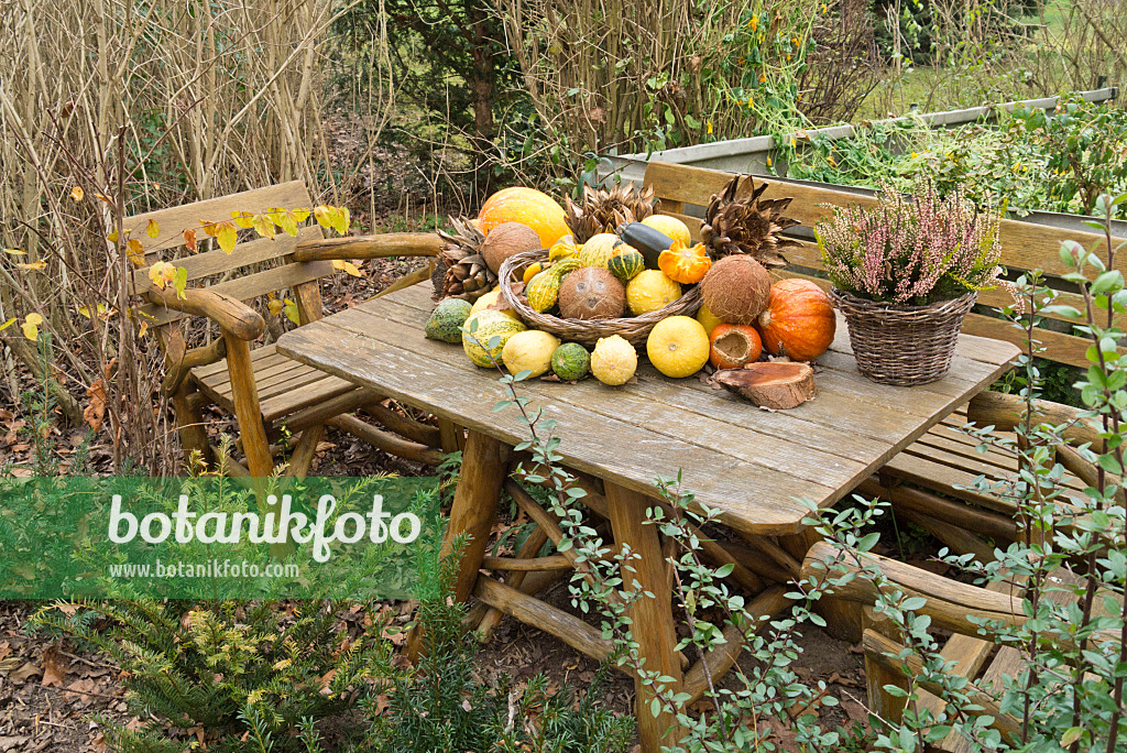 539002 - Decorative squashes (Cucurbita), artichokes (Cynara cardunculus syn. Cynara scolymus) and coconut trees (Cocos nucifera) on a garden table